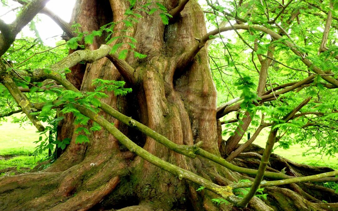 ‘Als je wilt dat die eikels in je organisatie veranderen, kun je beter eerst zelf uitgroeien tot een mooie stevig gewortelde eik.’